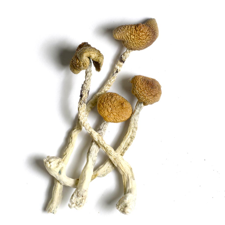 Psilocybin Cubensis